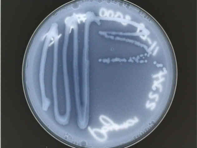 Type 1 plate