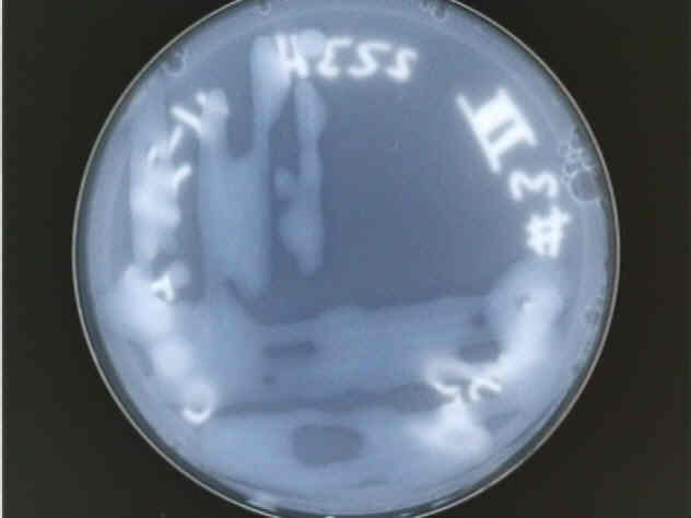 Type 2 plate