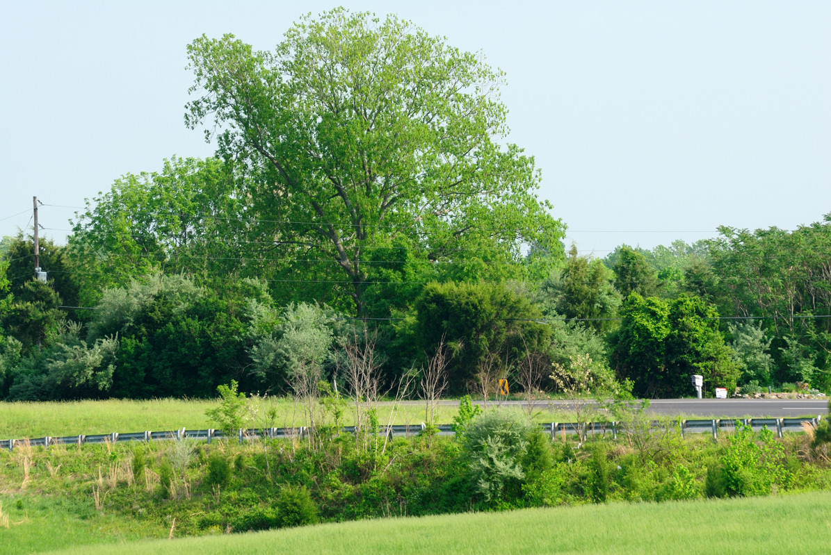 View south towards Virginia State 3 and site of the Talley Farm House. The house, according to the present owners of the property, was located between the large tree in the photo and a second large tree, just to the left of the mailbox and the For Sale sign, cut down by the power company in in 2009 because it was dead. Photo taken by H. DeVoe from National Park Service property at 4:18 pm EST on 2 May 2010 .